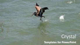  Presentation with california - Colorful PPT theme enhanced with california-brown-pelican-pelecanus-occidentalis backdrop and a gray colored foreground