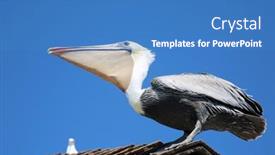  Presentation with california - Slide set featuring california-brown-pelican-pelecanus-occidentalis background and a teal colored foreground