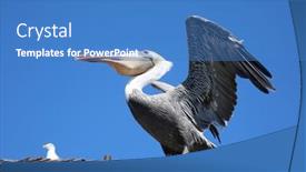  Presentation with fish beach - Slide set with california-brown-pelican-pelecanus-occidentalis background and a  colored foreground