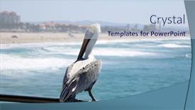  Presentation with california - Presentation theme with california-brown-pelican-pelecanus-occidentalis background and a  colored foreground