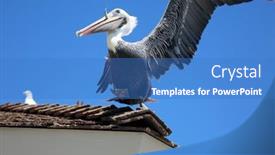  Presentation with fish beach - PPT theme with california-brown-pelican-pelecanus-occidentalis background and a  colored foreground