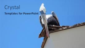  Presentation with california - Slide deck with california-brown-pelican-pelecanus-occidentalis background and a  colored foreground