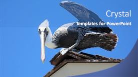  Presentation with huntington - Presentation theme with california-brown-pelican-pelecanus-occidentalis background and a  colored foreground