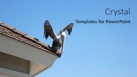  Presentation with california - Presentation design featuring california-brown-pelican-pelecanus-occidentalis background and a  colored foreground