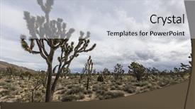  Presentation with forest road - Presentation consisting of california desert joshua tree forest background and a light gray colored foreground