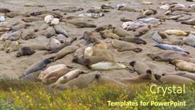  Presentation with pacific - Colorful presentation theme enhanced with california elephant seals in piedras blancas point in south big sur inn pacific highway 1 backdrop and a tawny brown colored foreground