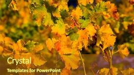  Presentation with napa - Theme featuring california fall colors - close-up of vineyard in napa background and a  colored foreground