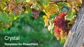  Presentation with vine - Presentation design enhanced with california fall colors - ripe grapes on vine background and a ocean colored foreground