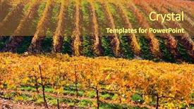  Presentation with fall colors - Audience pleasing presentation consisting of california fall colors - rows of vineyard in autumn backdrop and a  colored foreground