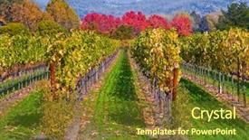  Presentation with vineyard - Slides enhanced with california fall colors - vineyard in autumn background and a tawny brown colored foreground