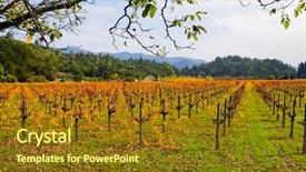  Presentation with vineyard - Amazing theme having california fall colors - vineyard in autumn backdrop and a  colored foreground