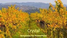  Presentation with vineyard - PPT theme featuring california fall colors - vineyard in autumn background and a tawny brown colored foreground