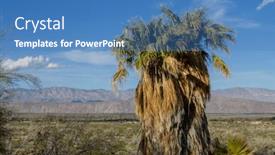  Presentation with california - PPT theme with california-fan-palm-washingtonia-fififera background and a teal colored foreground