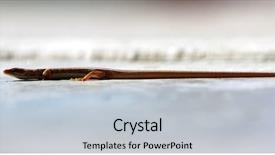  Presentation with california - Cool new presentation theme with california fence lizard a lizard backdrop and a light gray colored foreground