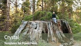  Presentation with national - Slide deck having california flag - girl on giant stump background and a violet colored foreground