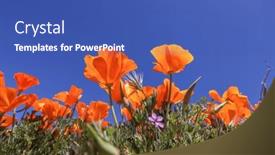  Presentation with poppy - Presentation theme featuring california-golden-poppy-flowers-against background and a ocean colored foreground