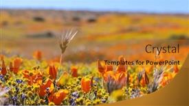  Presentation with wildflower meadow - Presentation consisting of california-golden-poppy-flowers background and a gold colored foreground