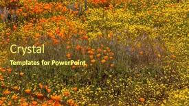  Presentation with wildflower meadow - Slide deck featuring california-golden-poppy-flowers background and a tawny brown colored foreground