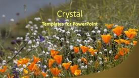  Presentation with wildflower meadow - PPT layouts enhanced with california-golden-poppy-flowers background and a tawny brown colored foreground