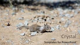  Presentation with california - Cool new presentation design with california-ground-squirrel-aka-otospermophilus backdrop and a mint green colored foreground