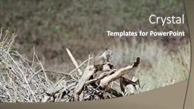  Presentation with california - Amazing presentation having california-ground-squirrel-aka-otospermophilus backdrop and a gray colored foreground
