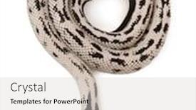  Presentation with california - PPT layouts consisting of california kingsnake lampropeltis getula californiae in front of white background background and a light gray colored foreground