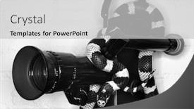  Presentation with california - Amazing PPT theme having california-kingsnake-wrapped-around-old backdrop and a light gray colored foreground