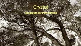  Presentation with oak tree - Presentation theme featuring california live oak tree background and a tawny brown colored foreground