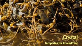  Presentation with seaweed - Slide deck having weather stations - tracks and lights in veseli background and a black colored foreground