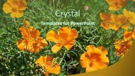  Presentation with poppies - PPT layouts enhanced with california-poppies-in-the-summer background and a tawny brown colored foreground