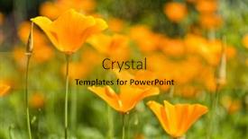  Presentation with poppy - PPT theme consisting of california-poppy-flowers-in-bloom background and a gold colored foreground