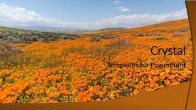  Presentation with los angeles - Slide deck consisting of california poppy super bloom wildflower background and a gold colored foreground