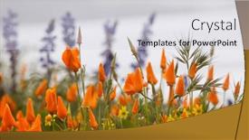  Presentation with diamond - Slide deck featuring california-poppy-wildflowers-at-diamond background and a light gray colored foreground