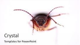  Presentation with larva - Cool new PPT theme with suture isolated white background - california prionus beetle aka prionus backdrop and a white colored foreground