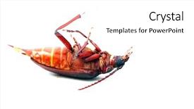  Presentation with larva - Slides enhanced with suture isolated white background - california prionus beetle aka prionus background and a white colored foreground