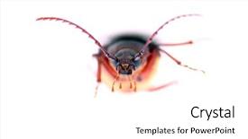  Presentation with larva - Amazing theme having suture isolated white background - california prionus beetle aka prionus backdrop and a white colored foreground