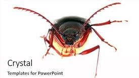  Presentation with larva - Theme with suture isolated white background - california prionus beetle aka prionus background and a white colored foreground