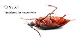  Presentation with larva - Colorful PPT layouts enhanced with suture isolated white background - california prionus beetle aka prionus backdrop and a white colored foreground