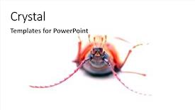  Presentation with larva - Slides having suture isolated white background - california prionus beetle aka prionus background and a white colored foreground