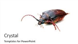  Presentation with california - Amazing PPT layouts having california prionus beetle aka prionus californicus or the prionus root borer is a large boring insect whose larva feed on the roots of a variety of trees and shrubs often killing them backdrop and a white colored foreground