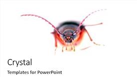  Presentation with larva - Beautiful slides featuring suture isolated white background - california prionus beetle aka prionus backdrop and a white colored foreground