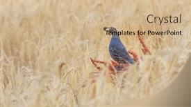  Presentation with agriculture animal quail - Amazing PPT theme having california-quail-in-the-middle backdrop and a coral colored foreground