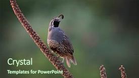  Presentation with quail bird - Beautiful presentation theme featuring california quail on a plant backdrop and a tawny brown colored foreground