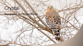  Presentation with hawk - Cool new theme with california red hawk watching backdrop and a soft green colored foreground