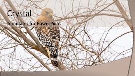  Presentation with hawk - PPT layouts enhanced with california red hawk watching background and a soft green colored foreground