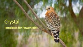  Presentation with hawk - Amazing slide deck having california red hawk watching backdrop and a tawny brown colored foreground