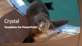  Presentation with sea rescue - Slide deck with california sea lion zalophus californianus sits by its pool in a marine mammal rescue station background and a tawny brown colored foreground