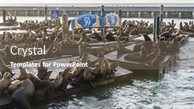  Presentation with lions - Slide set enhanced with california sea lions zalophus californianus can be found at pier 39 in san francisco usa background and a gray colored foreground