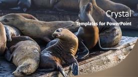  Presentation with lions - Beautiful slide set featuring california sea lions zalophus californianus can be found at pier 39 in san francisco usa backdrop and a dark gray colored foreground