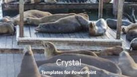  Presentation with lions - Amazing PPT layouts having california sea lions zalophus californianus can be found at pier 39 in san francisco usa backdrop and a gray colored foreground